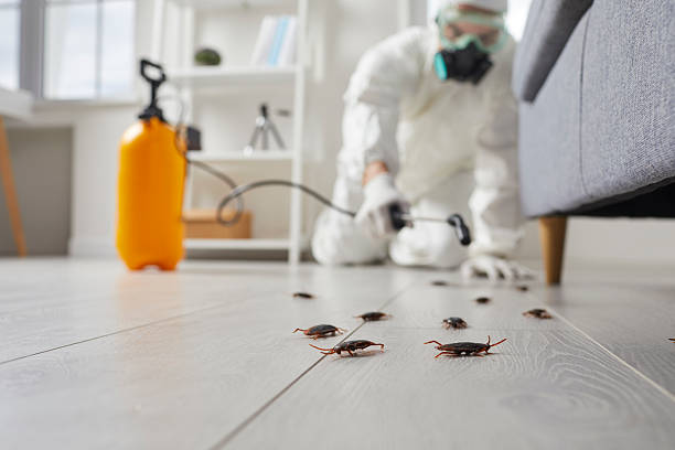 Affordable Cockroach Control solutions in Pine Lawn, MO